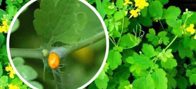 Селандин за третман на габа за нокти