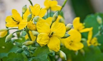 Народни методи за лекување на габата на нозете